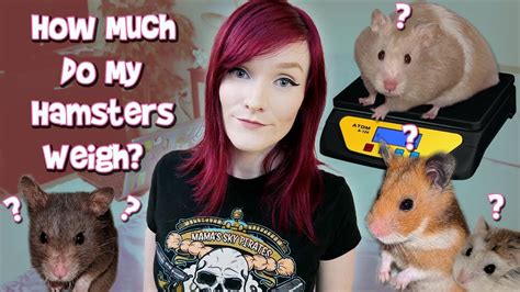 What can I give my hamster to gain weight?