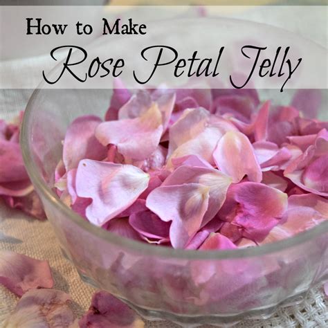 What can I make with wild rose petals?