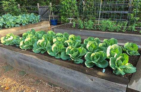 What can I plant next to cabbage?