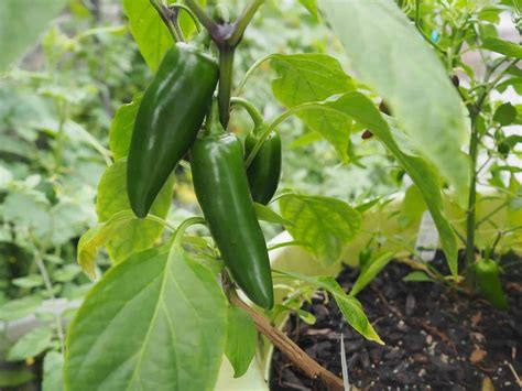 What can I plant next to jalapenos?
