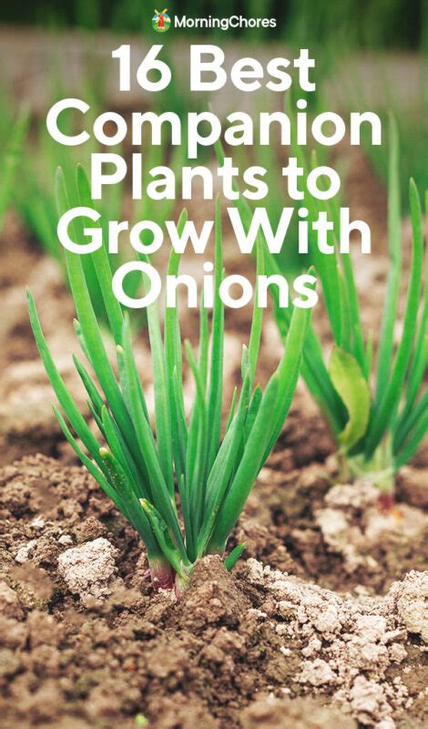 What can I plant next to onions?