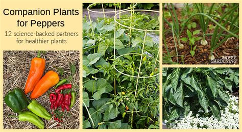 What can I plant next to peppers and tomatoes?