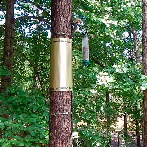 What can I put on a pole to keep squirrels off?