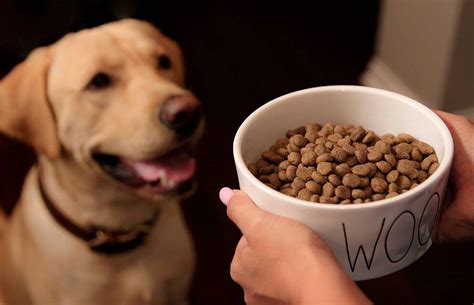 What can I put on dry dog food to make them eat it?
