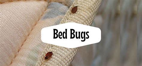 What can I put on my body to prevent bed bug bites?