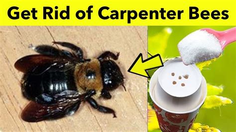 What can I spray in carpenter bee holes?