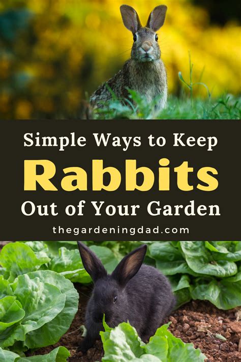 What can I spray on my plants to keep rabbits away?