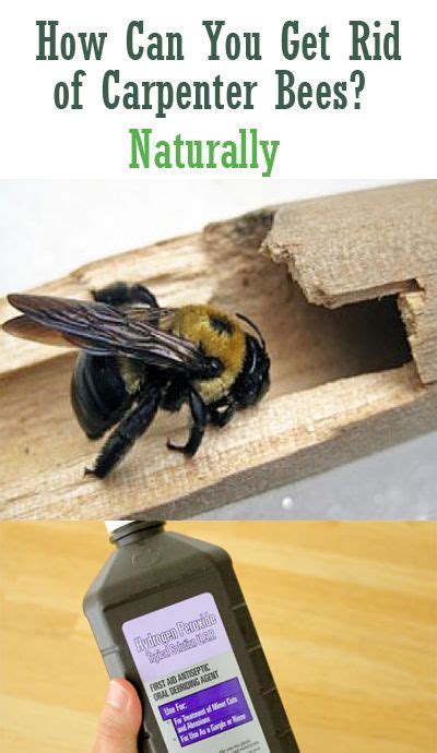What can I spray on wood to keep carpenter bees away?