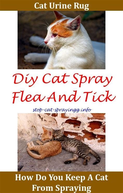 What can I spray to keep cats from peeing?