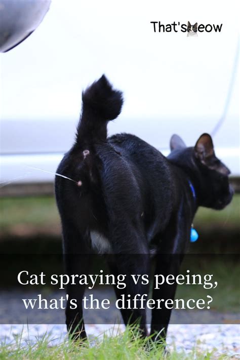 What can I spray to keep cats from peeing?