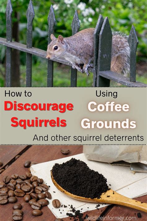 What can I sprinkle to keep squirrels away?