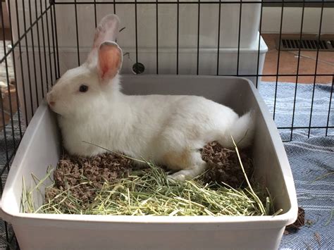 What can I use as rabbit litter?