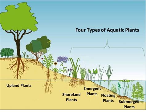 What can I use instead of aquatic soil?