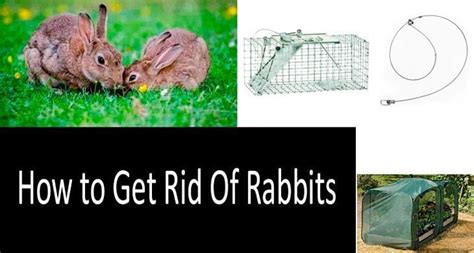 What can I use to get rid of rabbits?