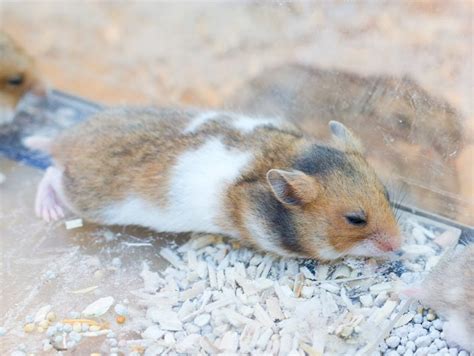 What can a sick hamster eat?