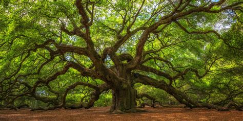 What can an oak tree symbolize?