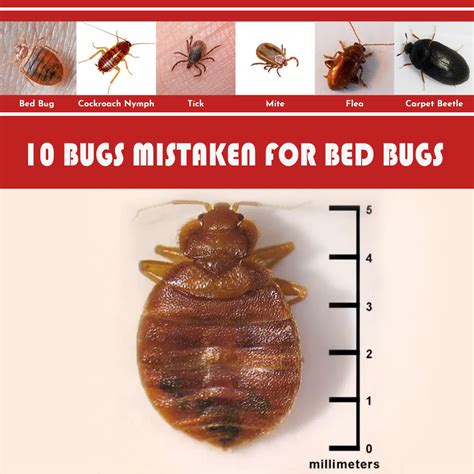 What can be mistaken for bed bugs?
