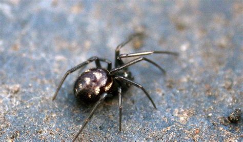 What can be mistaken for false widow?