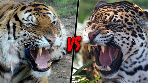 What can beat a jaguar in a fight?