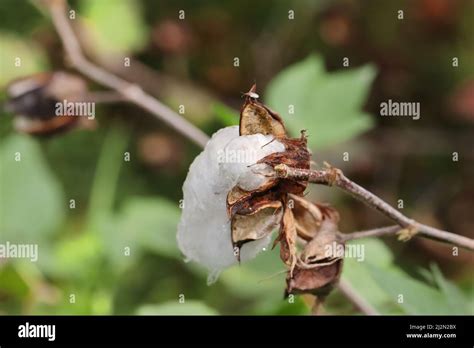 What can damage cotton?