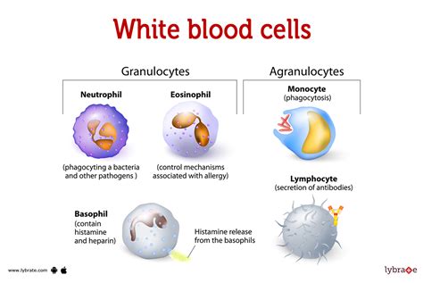 What can destroy white blood cells?
