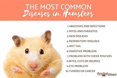 What can hamsters get sick from?