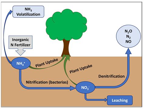 What can happen to the ammonium when the fertilizer is applied to the soil?