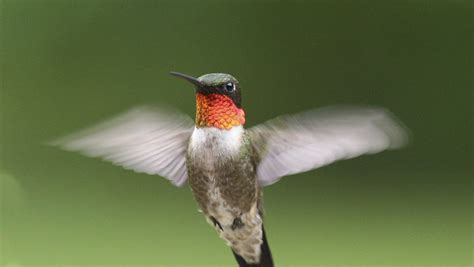 What can hummingbirds do that most other birds can?