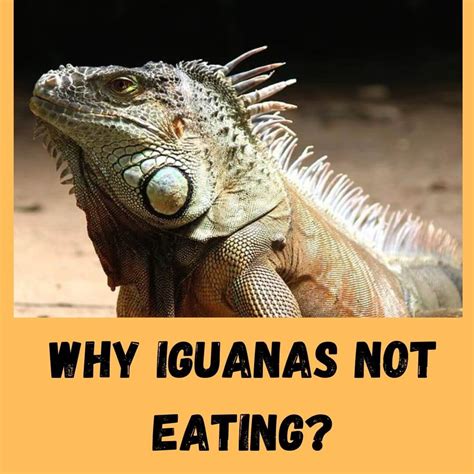 What can iguanas not eat?