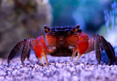 What can live with a red claw crab?