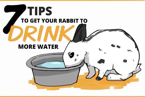 What can rabbits drink daily?
