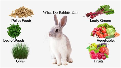 What can rabbits eat daily?
