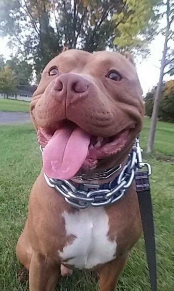 What can trigger a pitbull?