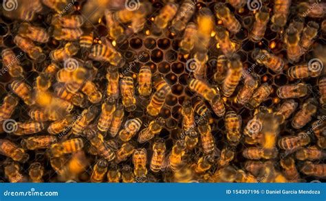 What can you do with a bunch of bees?