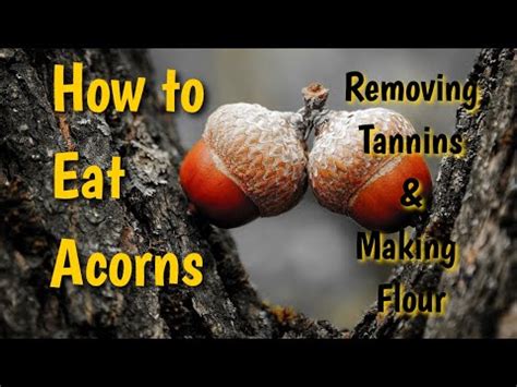 What can you do with acorn tannins?