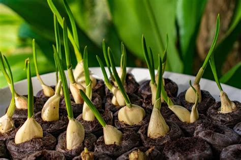 What can you do with garlic that has sprouted?