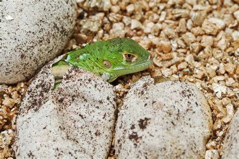 What can you do with iguana eggs?