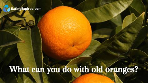 What can you do with old oranges?