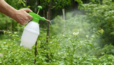 What can you spray on trees?