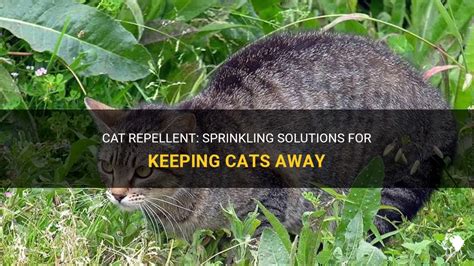 What can you sprinkle to keep cats away?