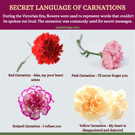 What carnation means death?