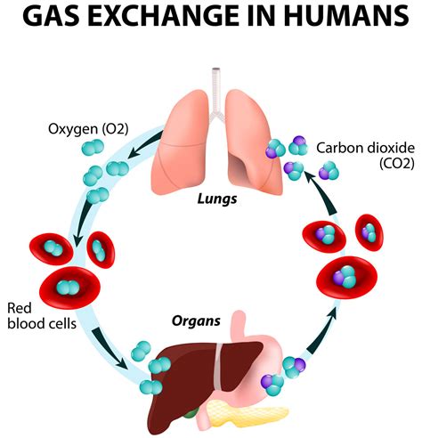 What carries oxygen poor blood to the lungs?
