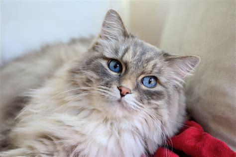 What cat breed is fluffy?
