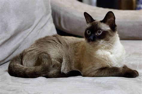 What cat breed is smartest?