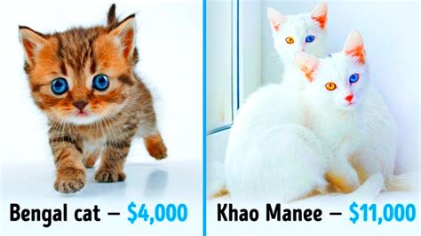 What cat cost $2,000?