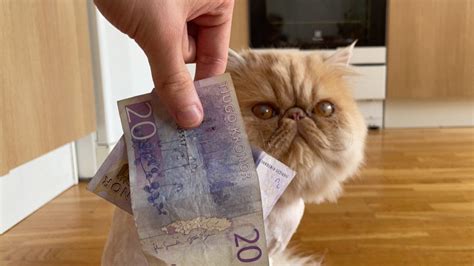 What cat costs $10,000?