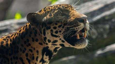 What cat is closest to a jaguar?