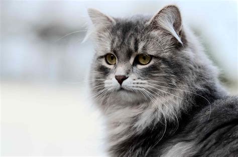 What cat is from Russia?