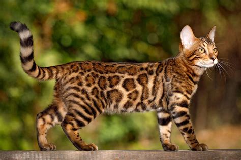 What cat looks like a Bengal?