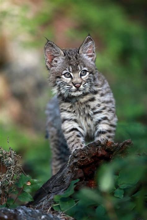 What cat looks like a bobcat?